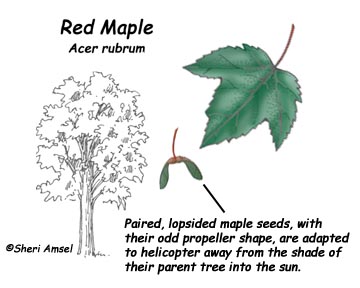 Maple (Red) Adaptations