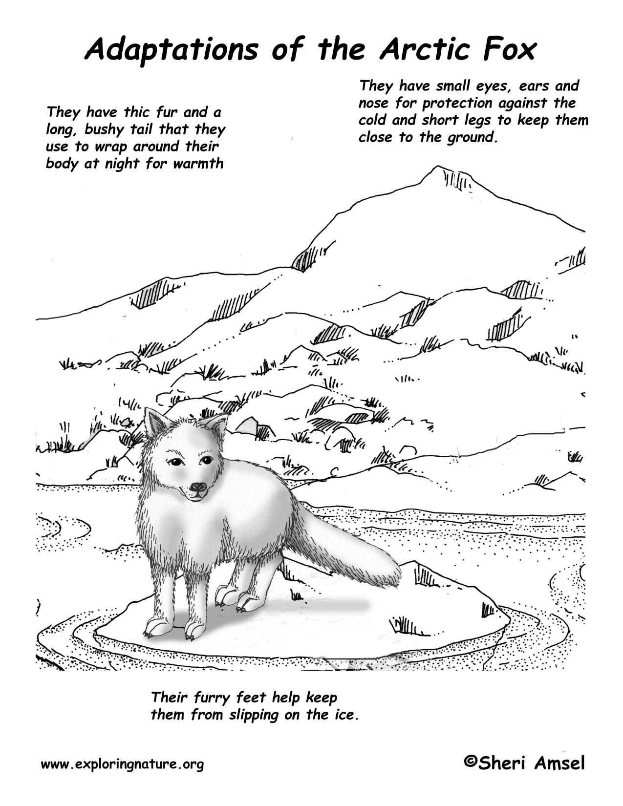 arctic fox adaptations in the tundra