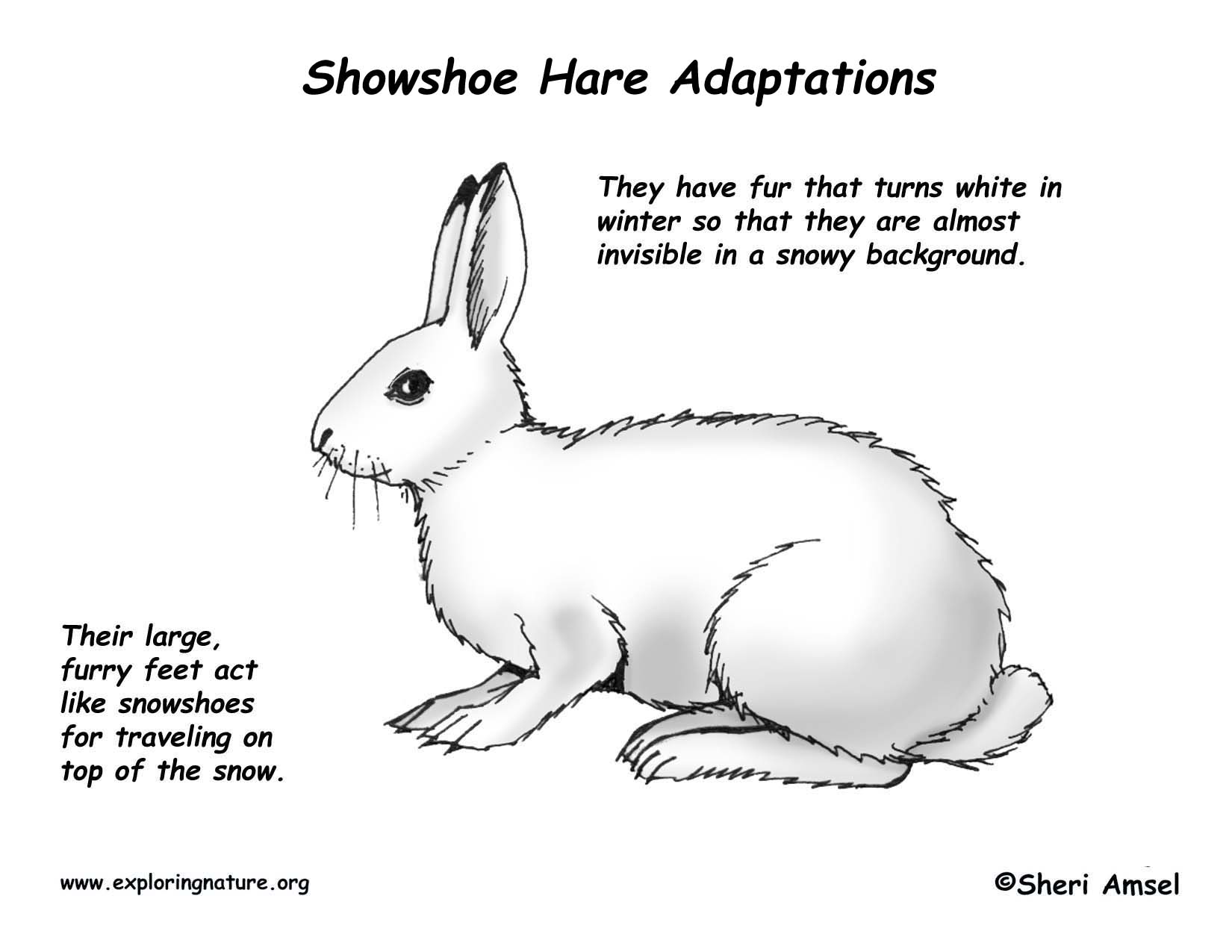 Adaptations of the Snowshoe Hare
