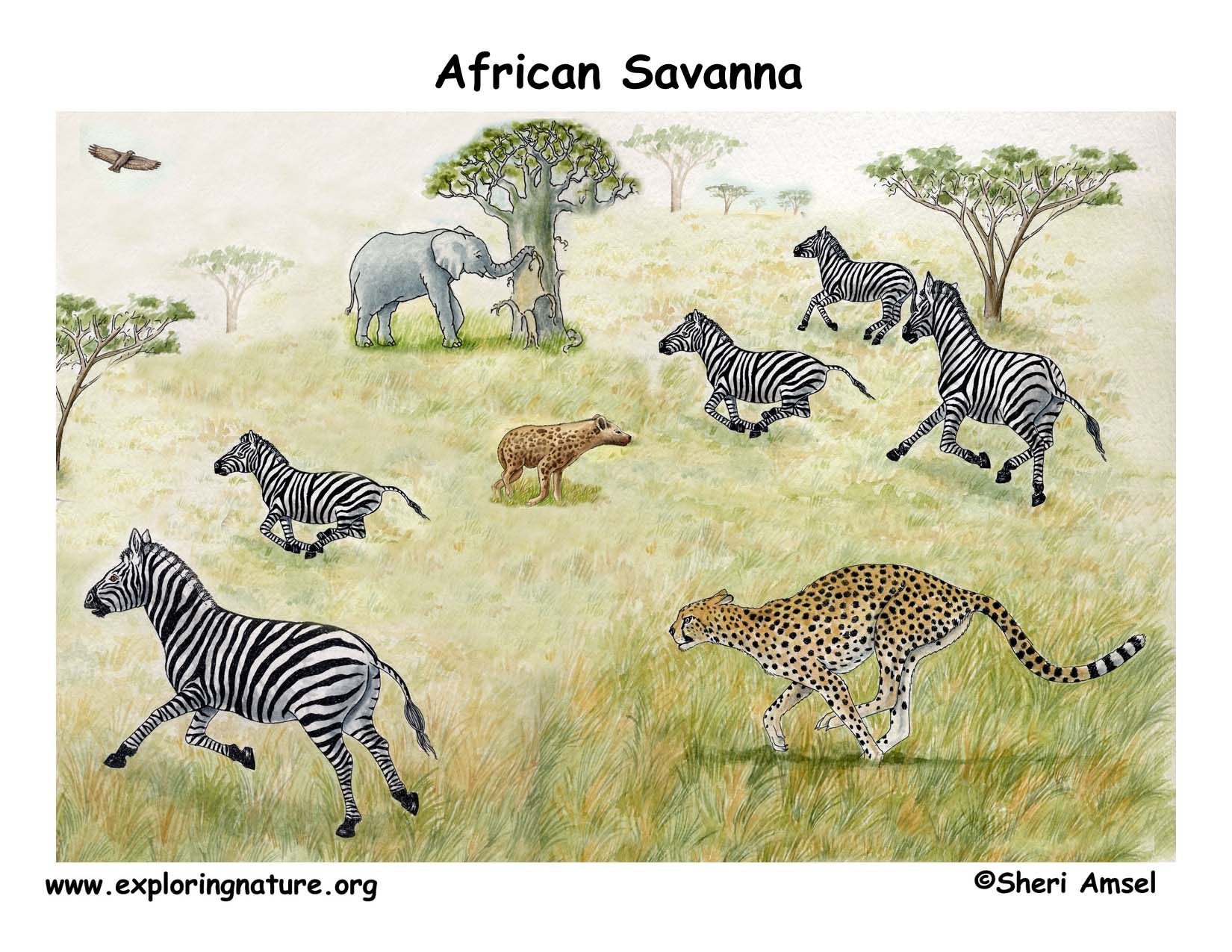 African Veldt and Savanna