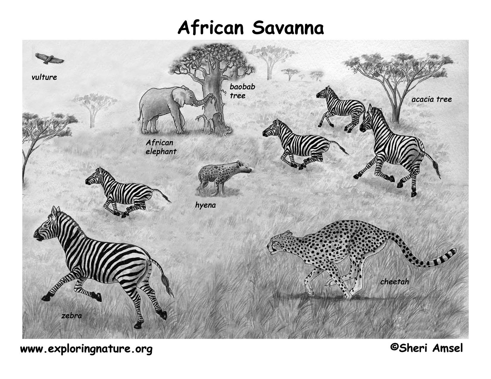 Explore African Savannah Grasslands