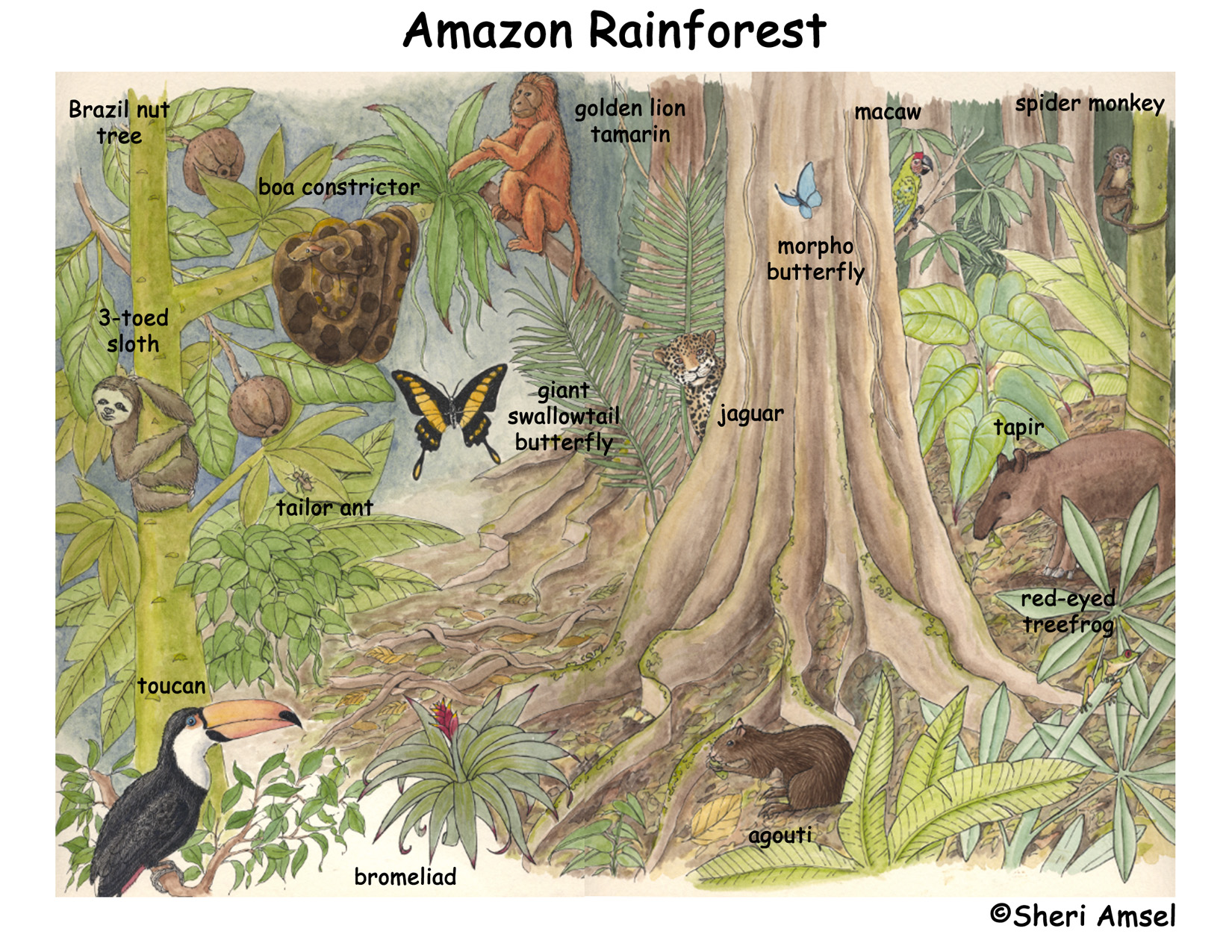 Amazon Rainforest Of South America