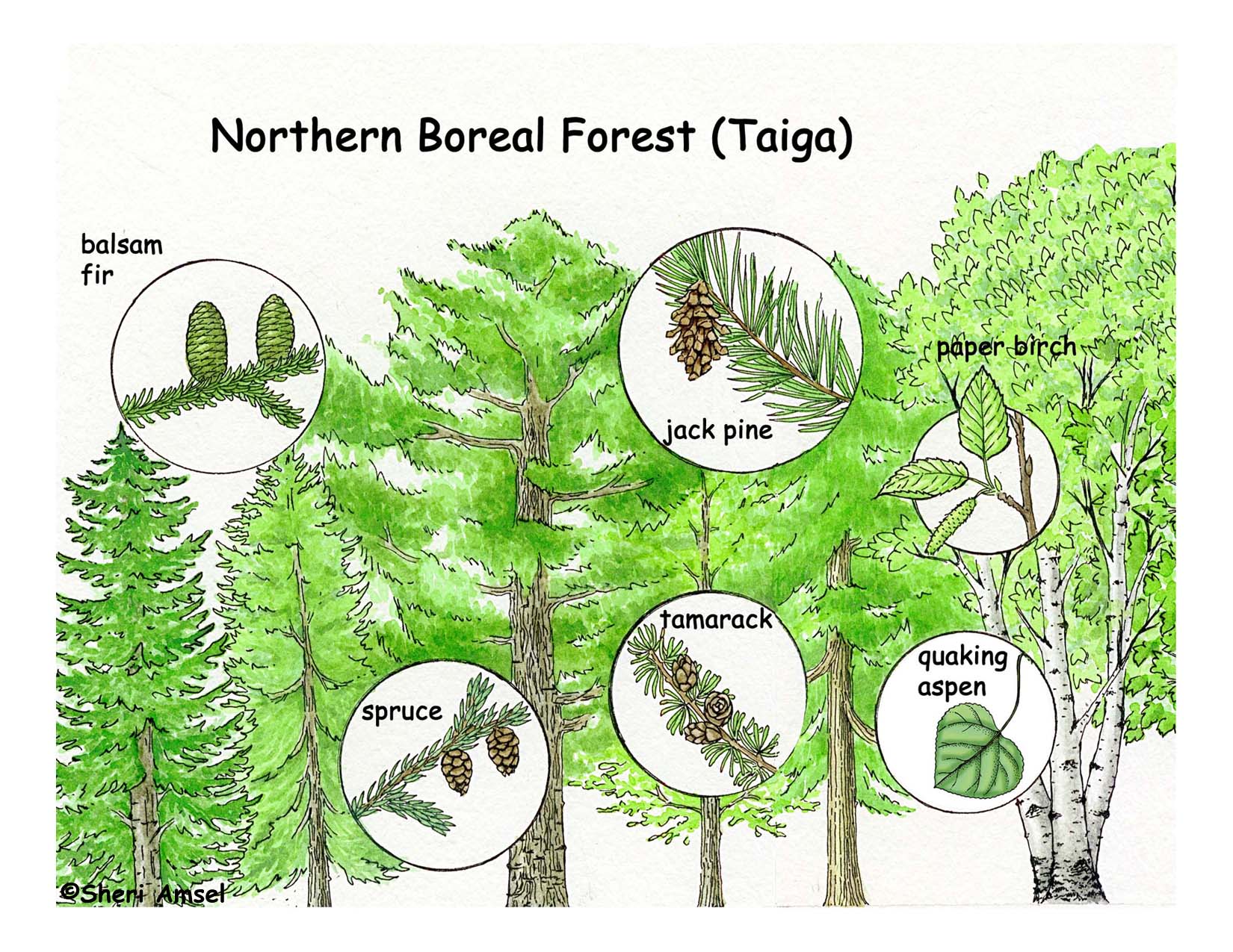Coniferous Forest Biome Food Web