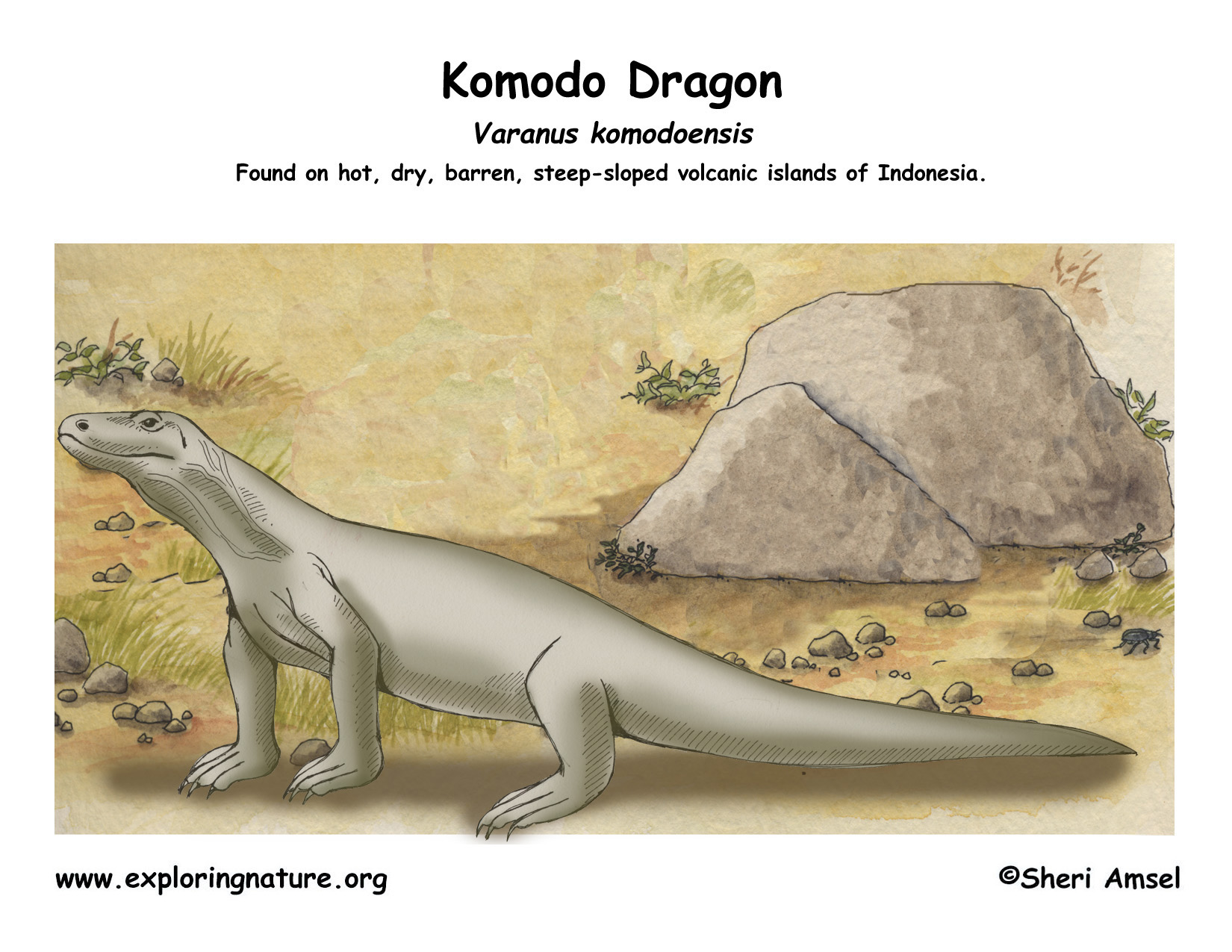 Komodo Dragon Ecosystem
