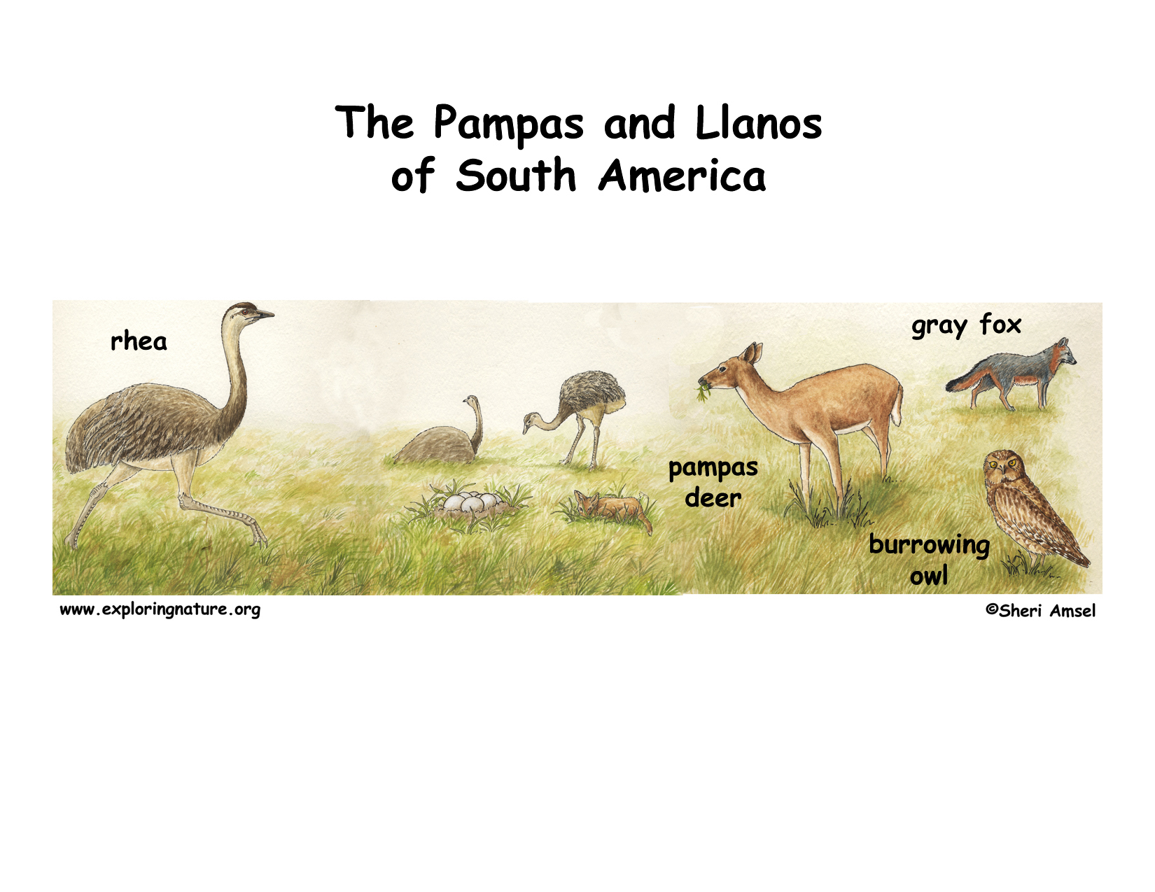 Pampas of South America