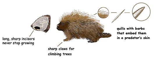 Adaptations of the Porcupine