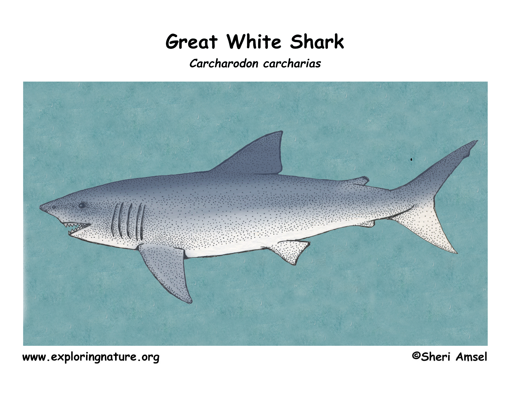 Shark (Great White)