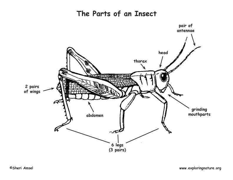 Insect legs