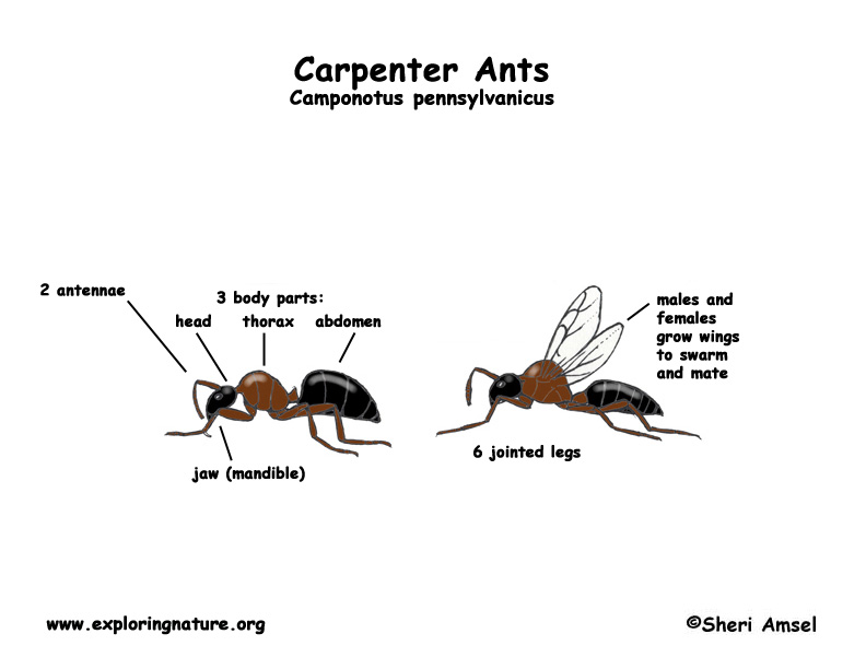 Ants (Carpenter)