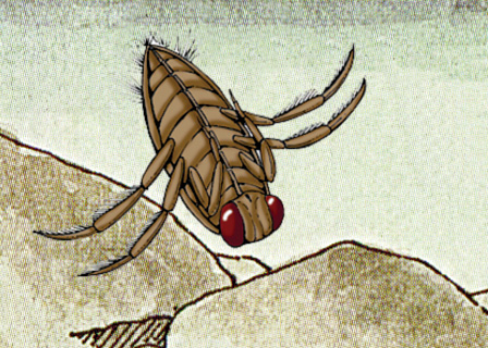 Backswimmer