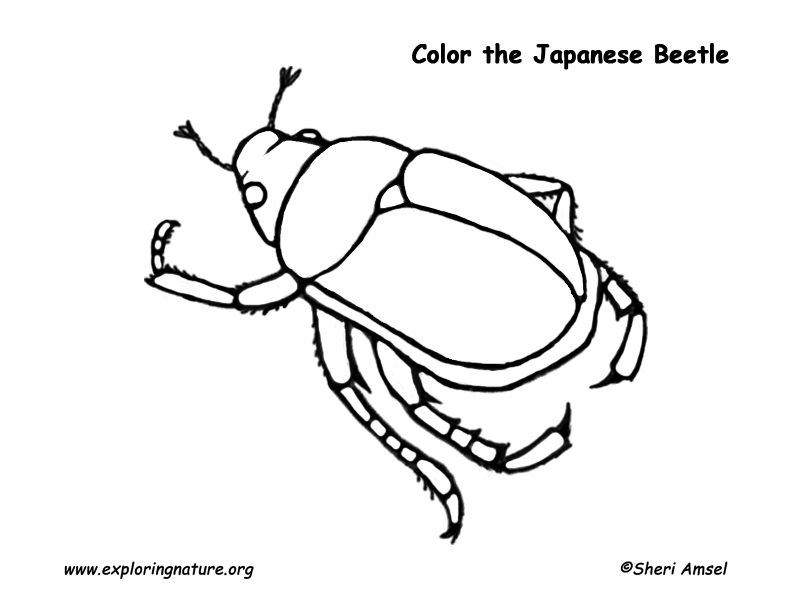 human japanese worksheets