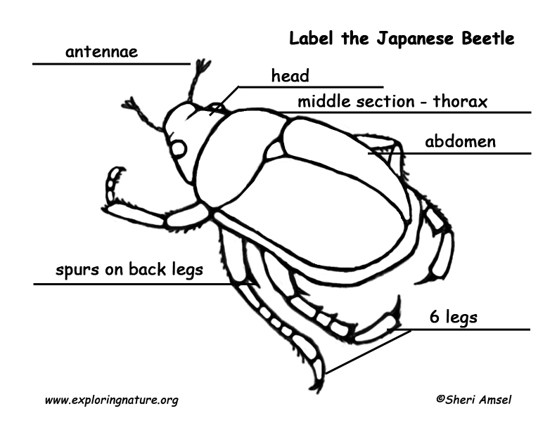 Japanese Beetle Labeling Page
