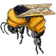 bee