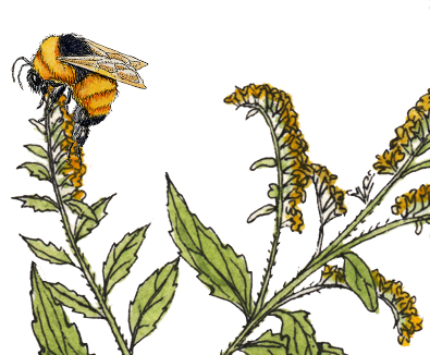 Adaptations of the Bumblebee