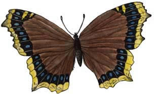 Butterfly (Mourning Cloak)