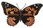 Butterfly (Painted Lady)