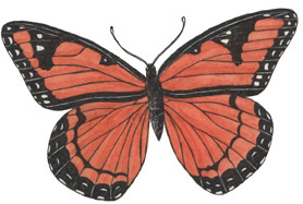 Butterfly (Viceroy)