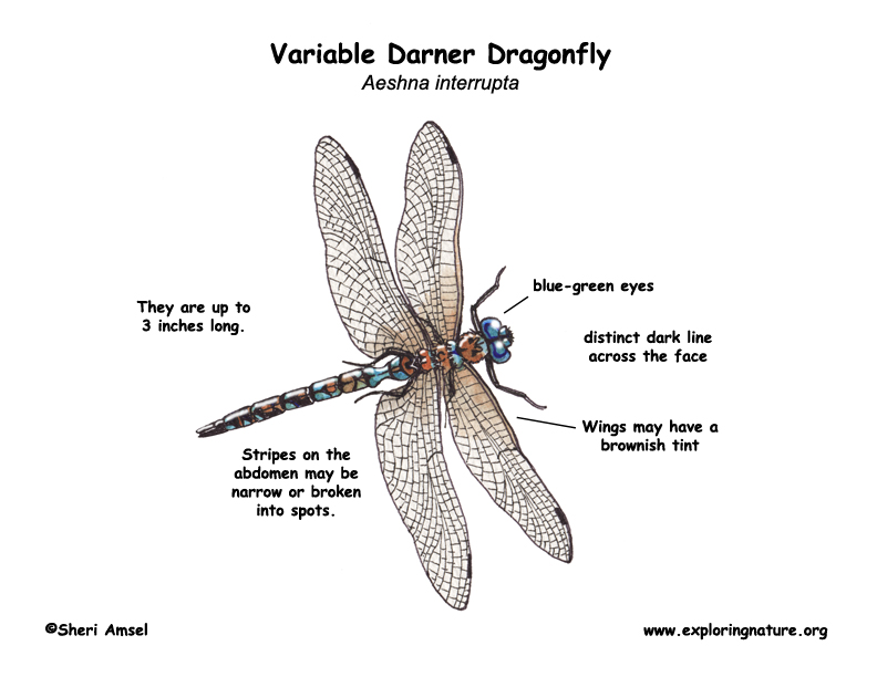 Dragonfly (Variable Darner)