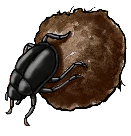 Scarab Beetle Drawings for Sale  Fine Art America
