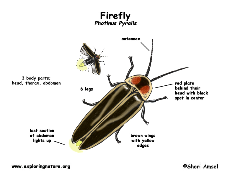 firefly body diagram