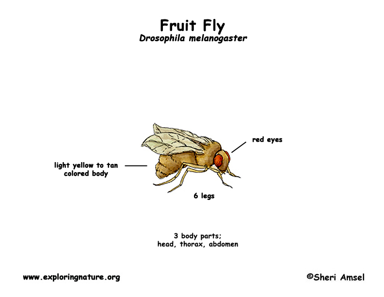 Fruit Fly