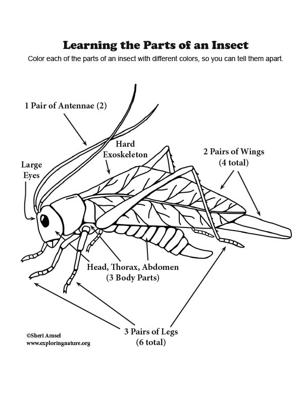 32 Parts Of An Insect Diagram