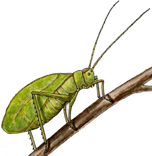 katydid