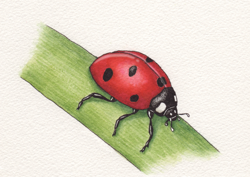 Ladybug Beetle (Ladybug)