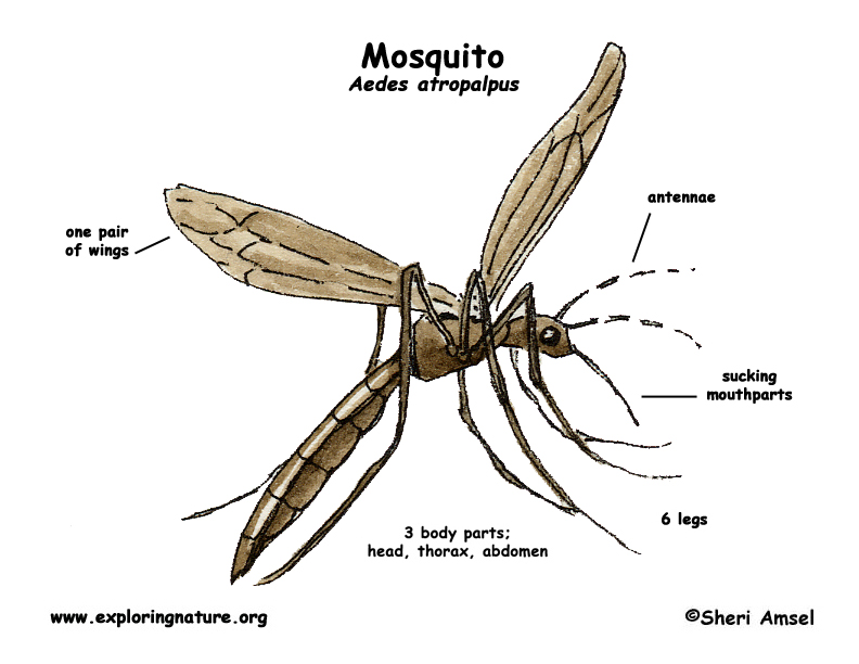 Mosquito