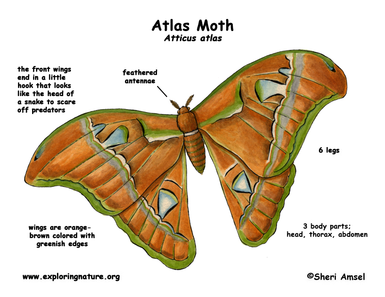 Moth (Atlas)