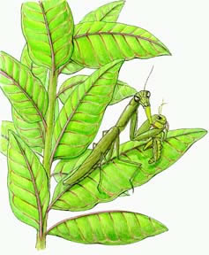 mantid