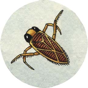 Water Boatman Water Boatman