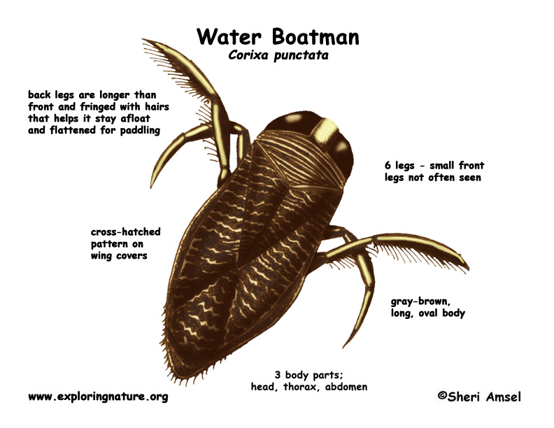 Water Boatman Water Boatman