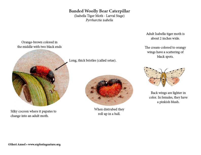 Banded Woolly Bear Caterpillar (Isabella Tiger Moth - Larval Stage)