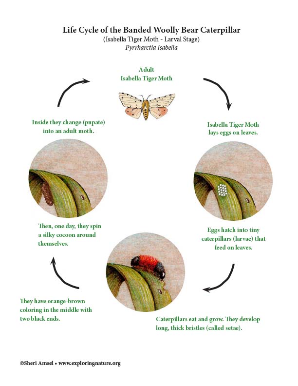 Banded Woolly Bear Caterpillar Life Cycle Isabella Tiger Moth