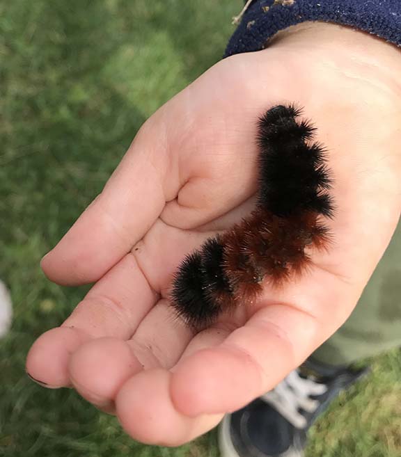 woolly bear caterpillar plush