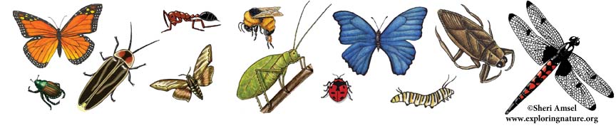 Entomology - Study of Insects