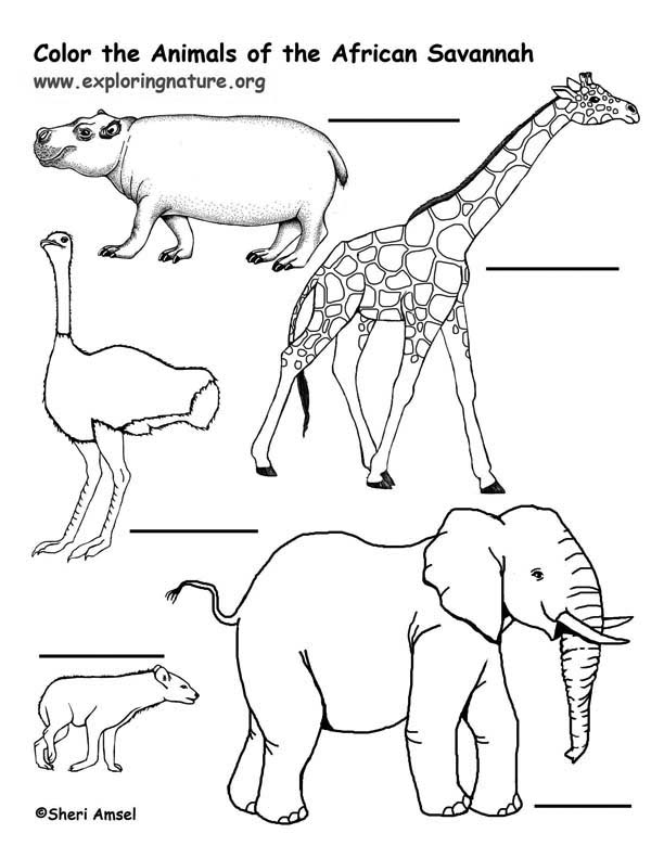 African Savannah Animal Labeling Page