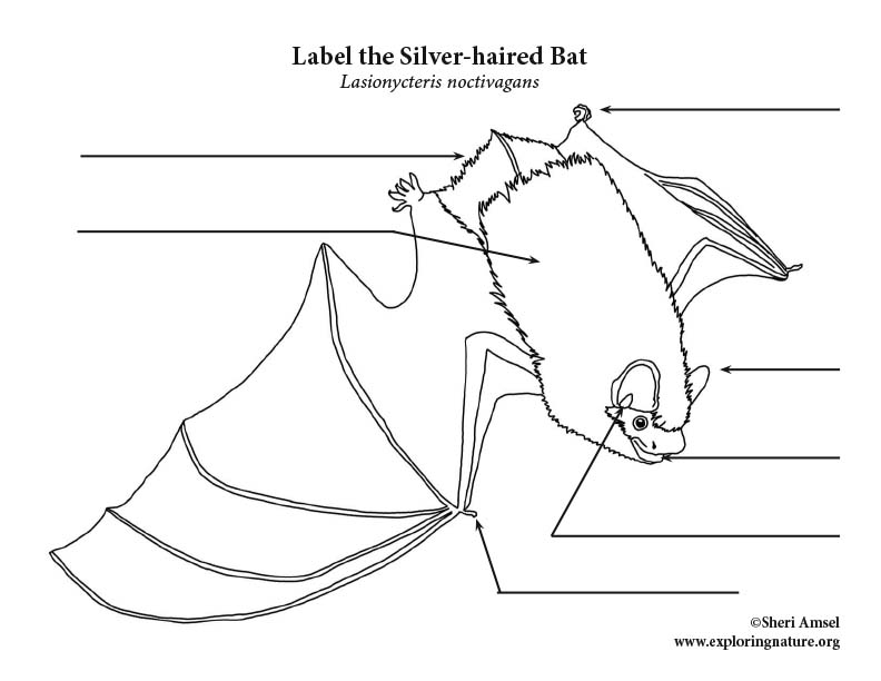 Silver-haired Bat Labeling Page