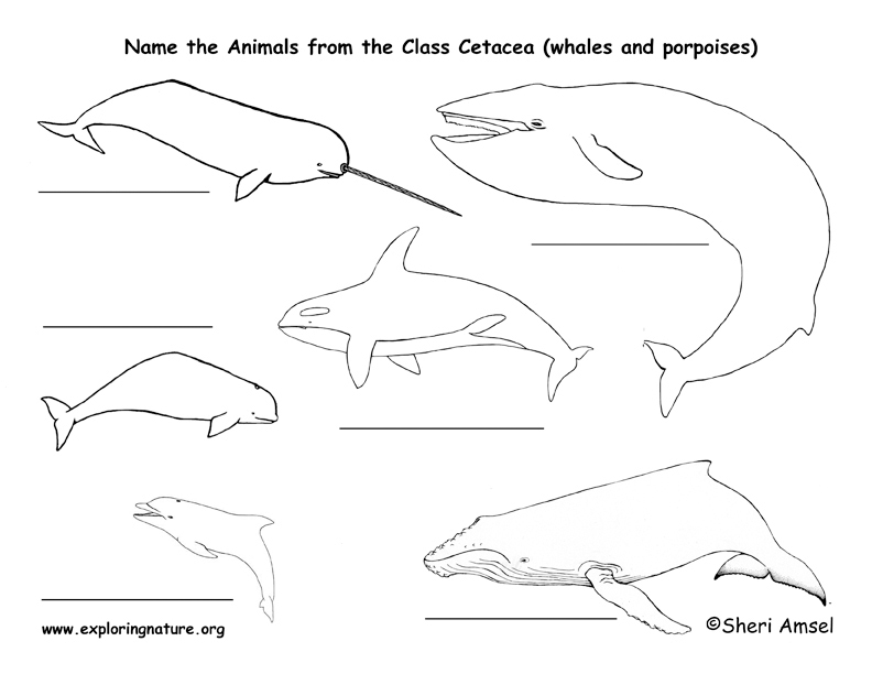 Whales and Dolphins Labeling Page
