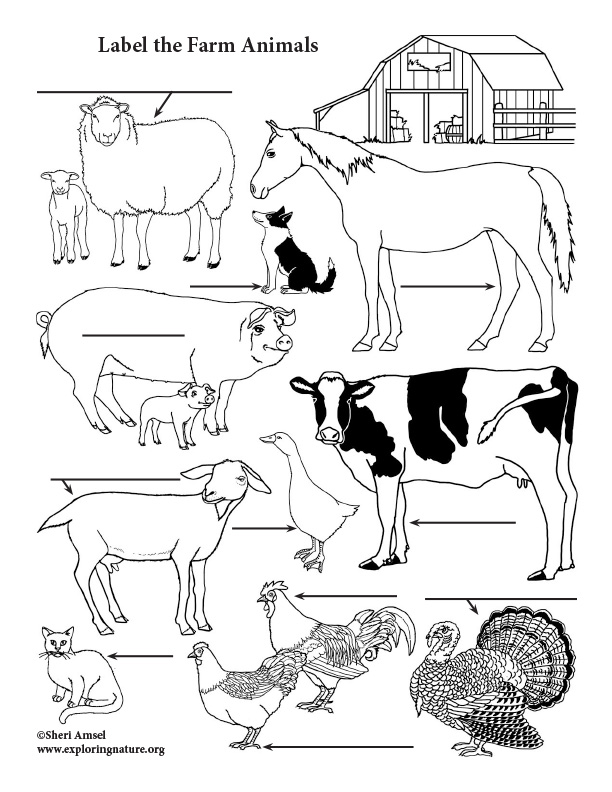 Farm Animals Labeling Page (Vertical)