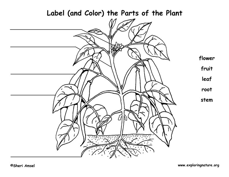 field manual of diseases on trees and shrubs