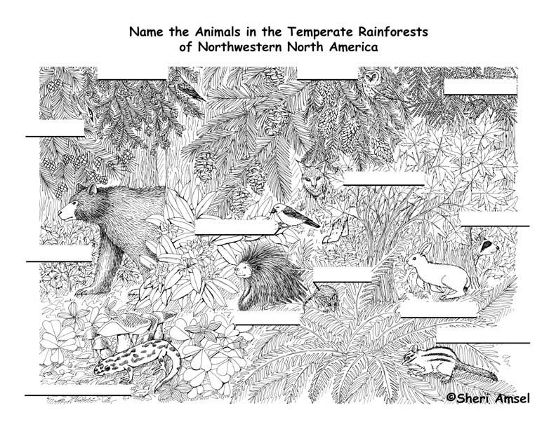 Rainforest (Temperate) Labeling Page