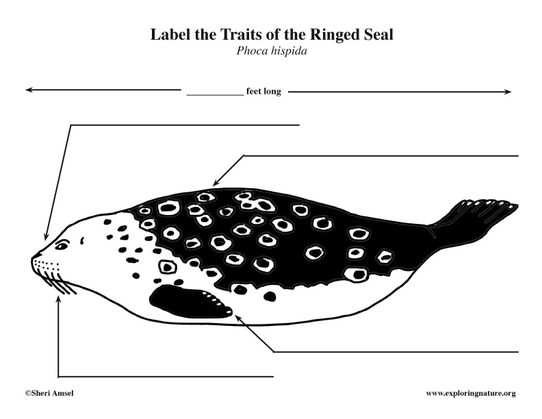 Seal (Ringed) Labeling, ringed seal labeling