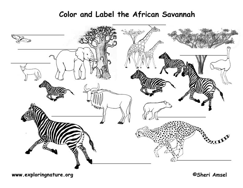 African Savannah Labeling Page