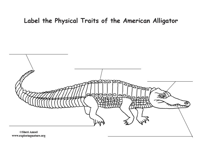 Alligator Labeling Page