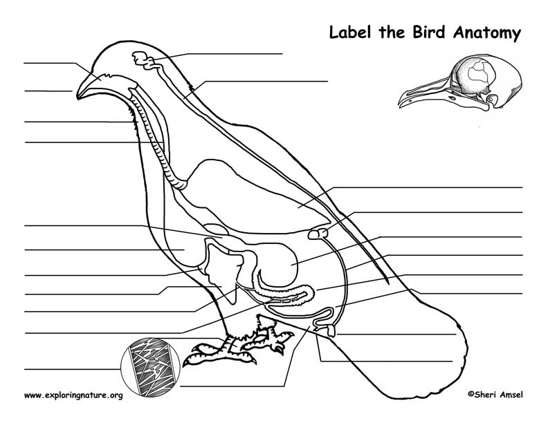 avian anatomy diagram