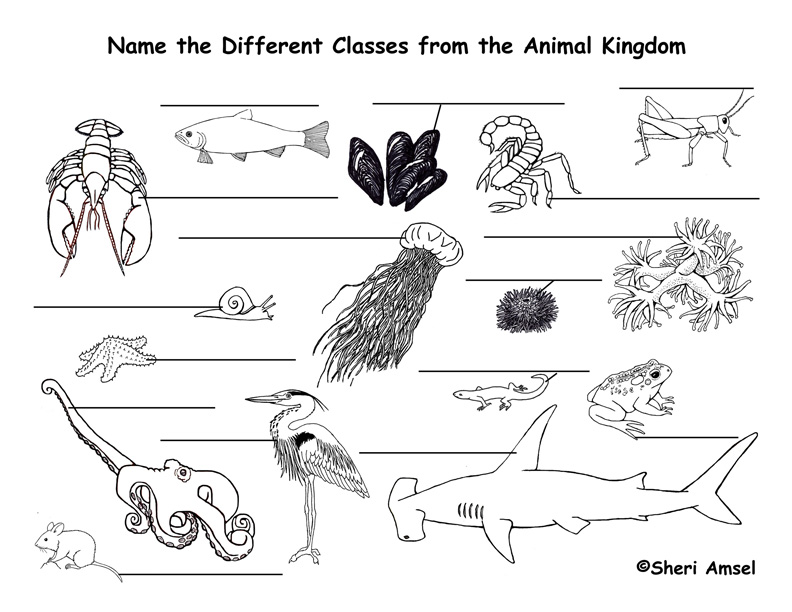 Animal Classes Labeling Page (Classification)