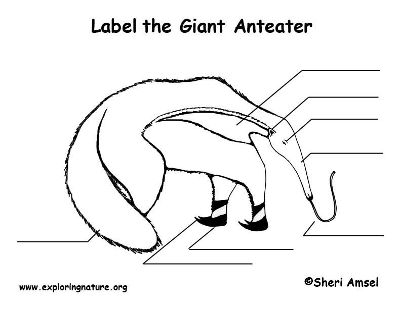anteaters complete anatomy behavior and history anteaters complete anatomy behavior and history
