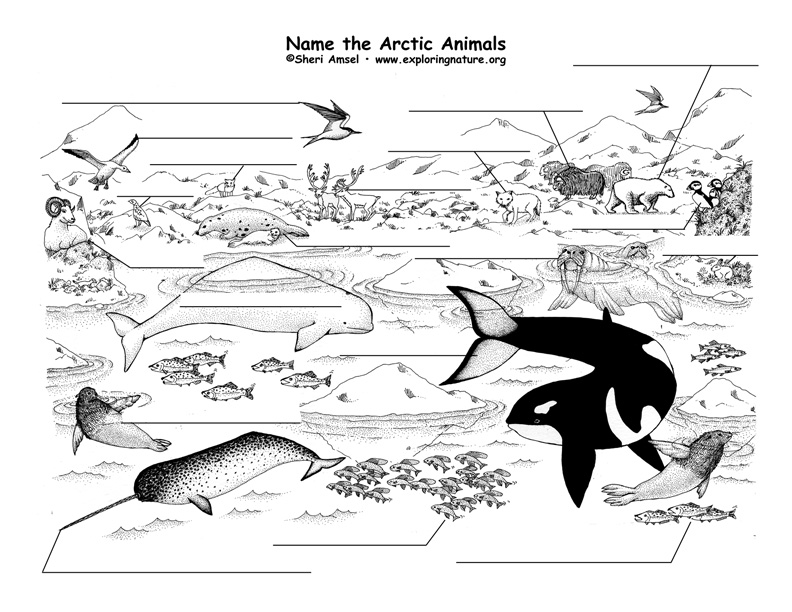 Arctic Labeling Page